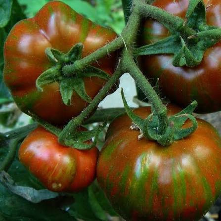 بذر گوجه غول ببری (زبرا)ارغوانی
