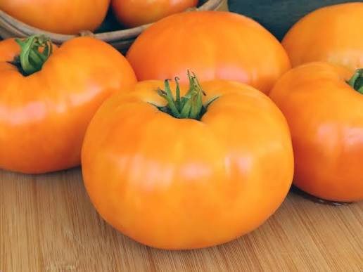 بذر گوجه غول نارنجی درختی