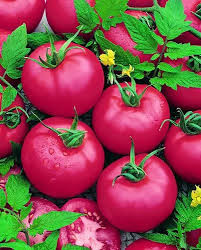 بذر گوجه صورتی بوته ای