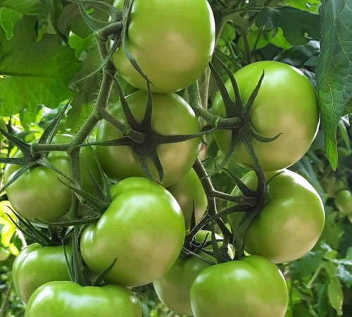 بذر گوجه کبابی سبز درختی