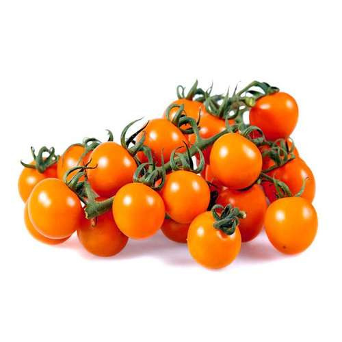 بذر گوجه (گیلاسی)چری نارنجی درختی