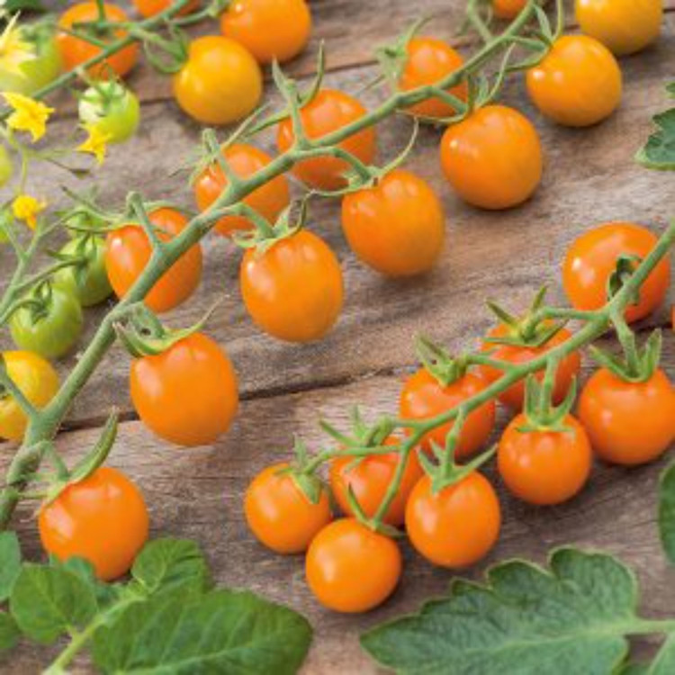 بذر گوجه (گیلاسی)چری نارنجی درختی