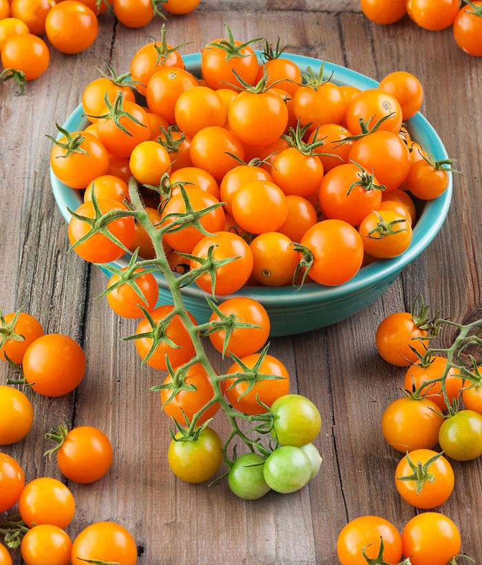 بذر گوجه (گیلاسی)چری نارنجی درختی