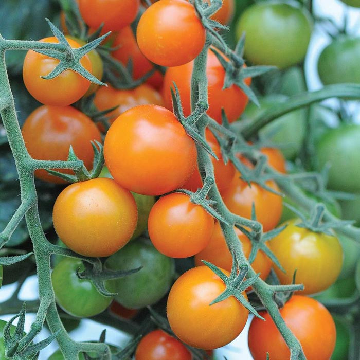 بذر گوجه (گیلاسی)چری نارنجی درختی
