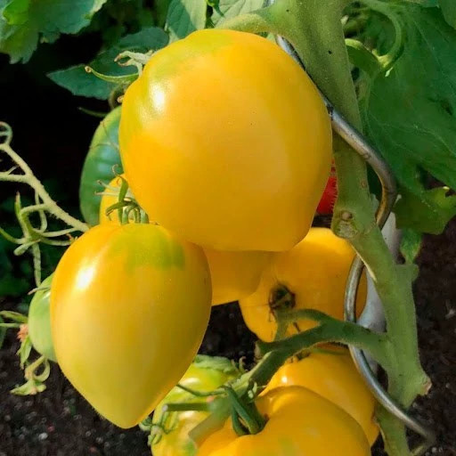 بذر گوجه قلبی طلایی درختی