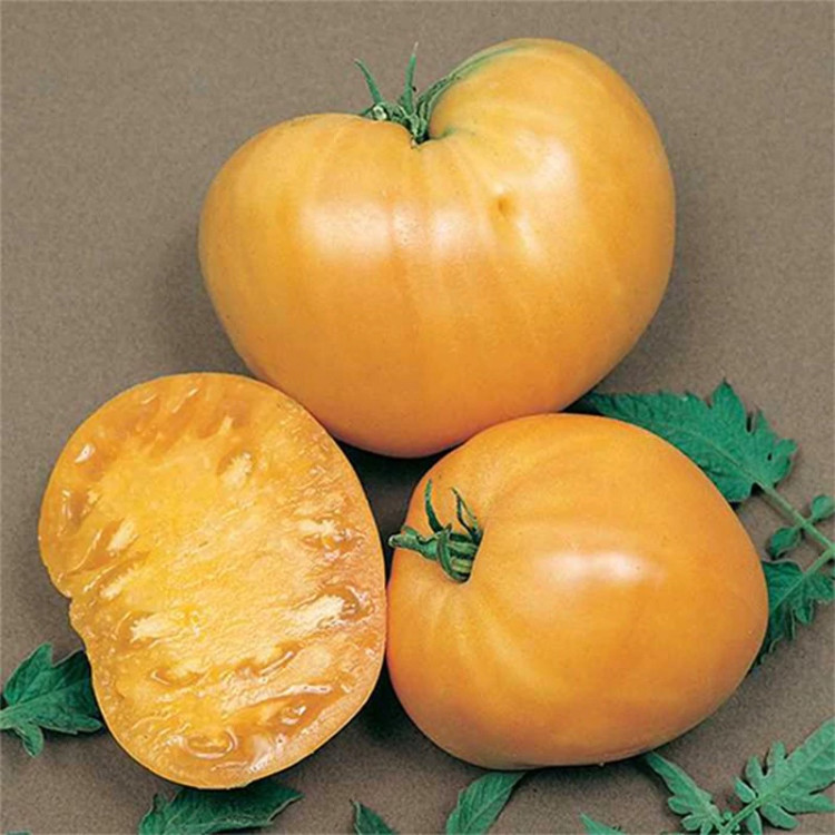 بذر گوجه قلبی طلایی درختی