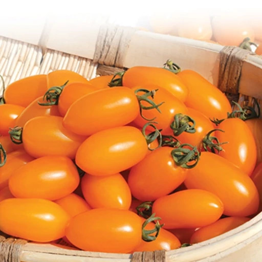 بذر گوجه زیتونی نارنجی درختی
