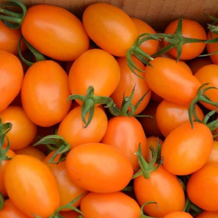 بذر گوجه زیتونی نارنجی درختی