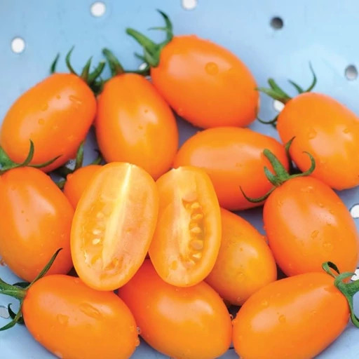 بذر گوجه زیتونی نارنجی درختی