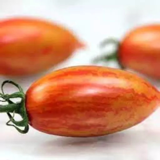 بذر گوجه زیتونی ببری (زبرا) زرد درختی