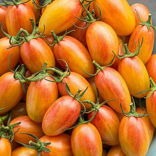 بذر گوجه زیتونی ببری (زبرا) زرد درختی