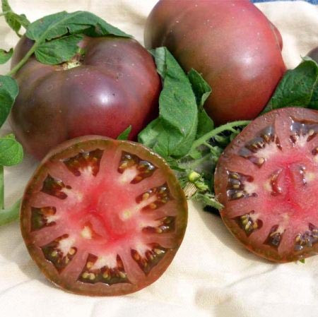بذر گوجه فرنگی حنایی بوته ای