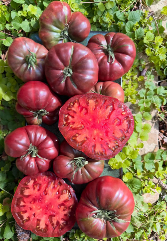 بذر گوجه فرنگی حنایی بوته ای