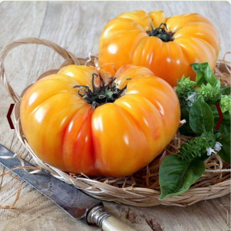 بذر گوجه غول آناناسی درختی