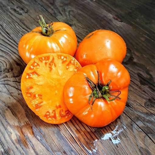 بذر گوجه غول نارنجی درختی