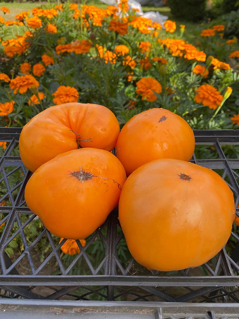 بذر گوجه غول نارنجی درختی