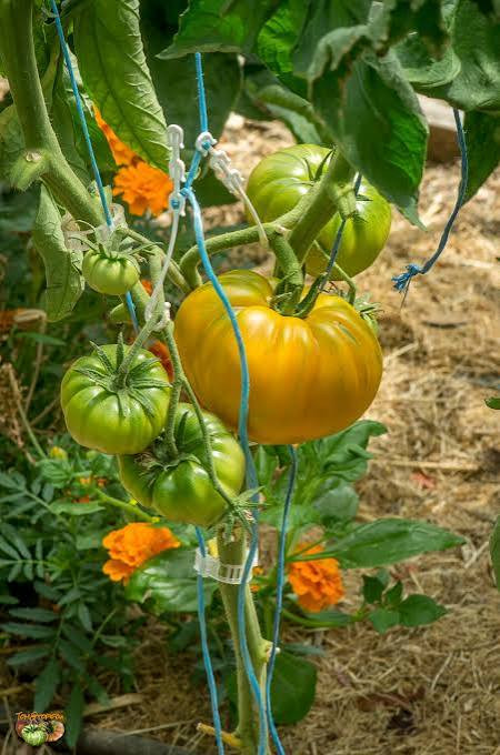 بذر گوجه غول نارنجی درختی