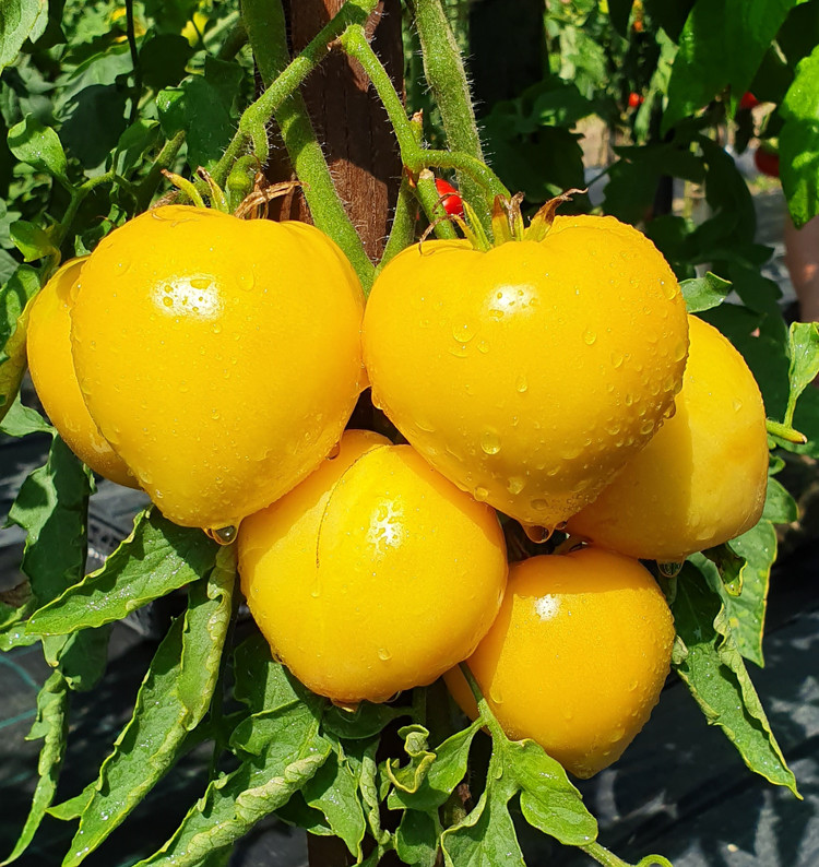 بذر گوجه قلبی طلایی درختی