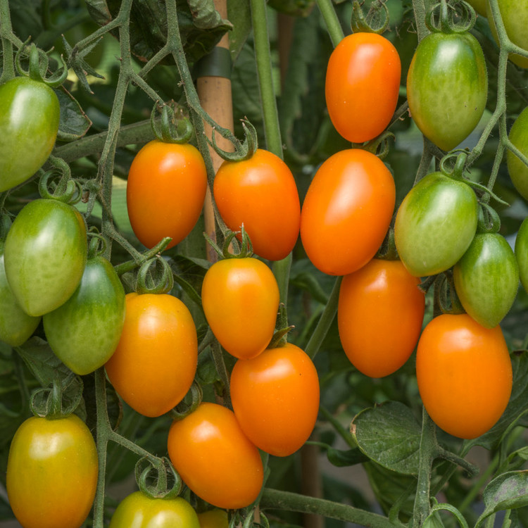 بذر گوجه زیتونی نارنجی درختی