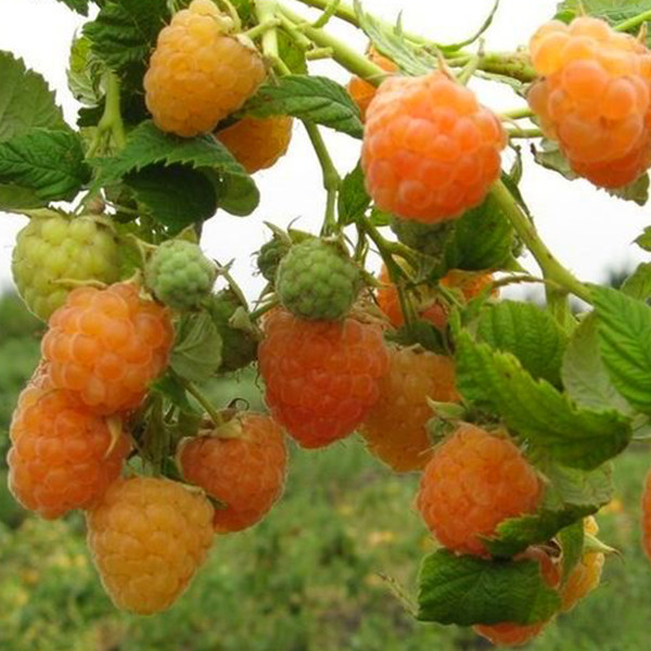 بذر رازبری زرد آمریکایی