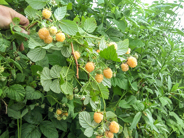 بذر رازبری زرد آمریکایی