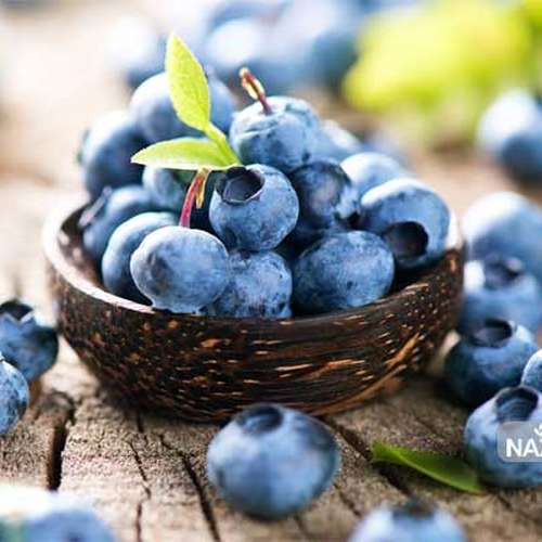 بذر بلوبری بلوئت آمریکایی