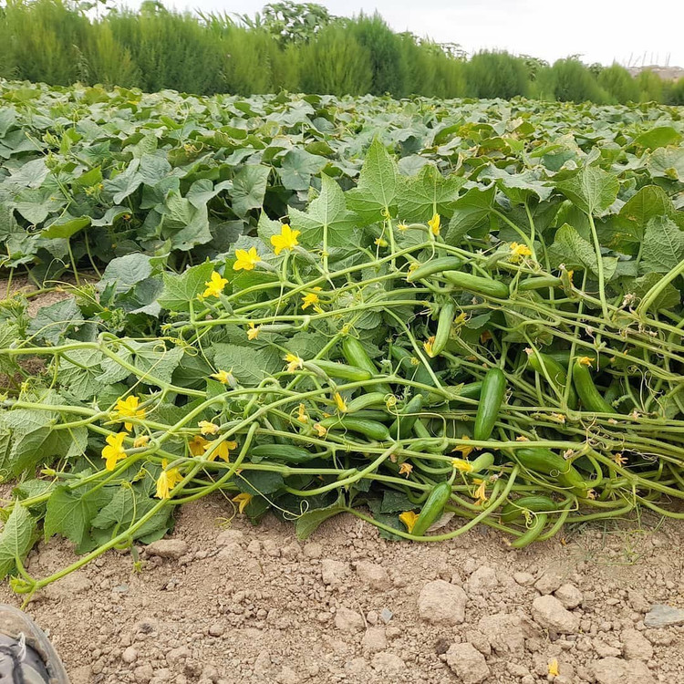 بذر خیار فضای باز نادا 2N سمینیس F1 مناسب خیار شور