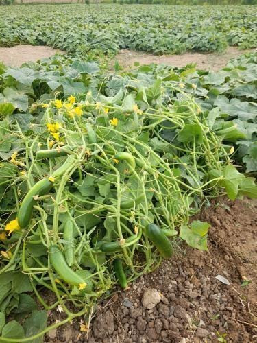 بذر خیار فضای باز نادا 2N سمینیس F1 مناسب خیار شور