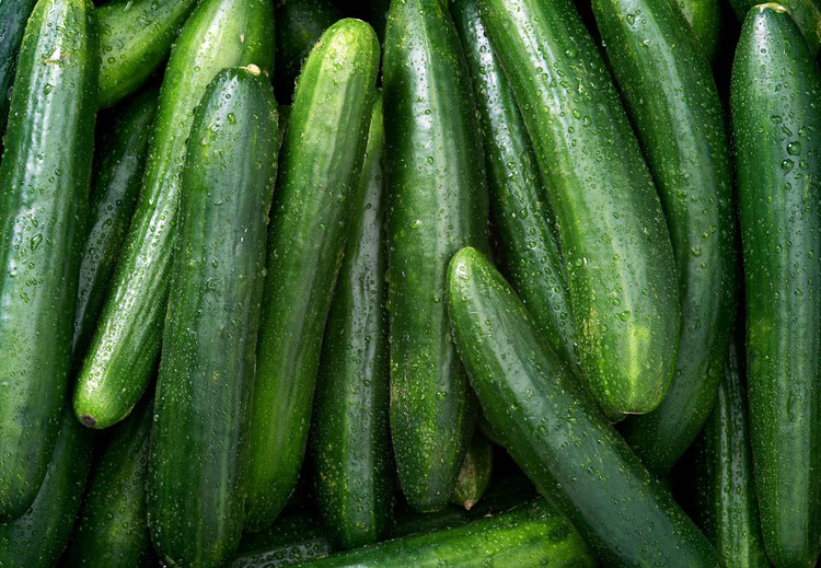 بذر خیار فضای باز نادا 2N سمینیس F1 مناسب خیار شور