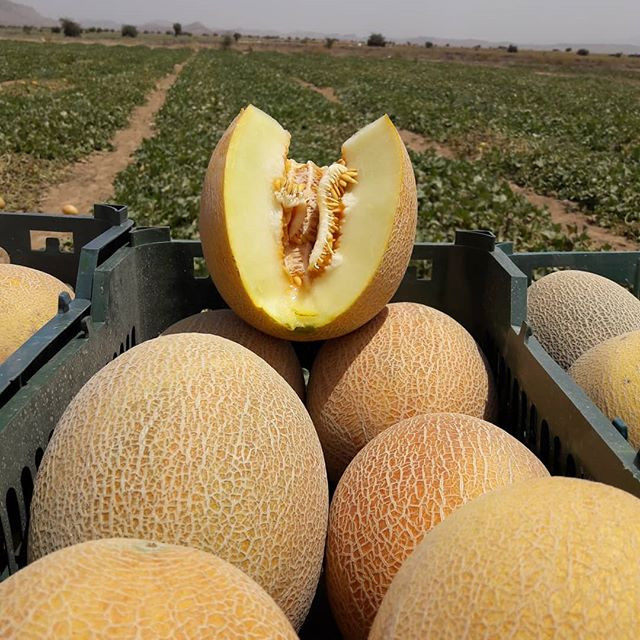 خربزه هیبرید آناناسی تینا F1 پنجز سید چین