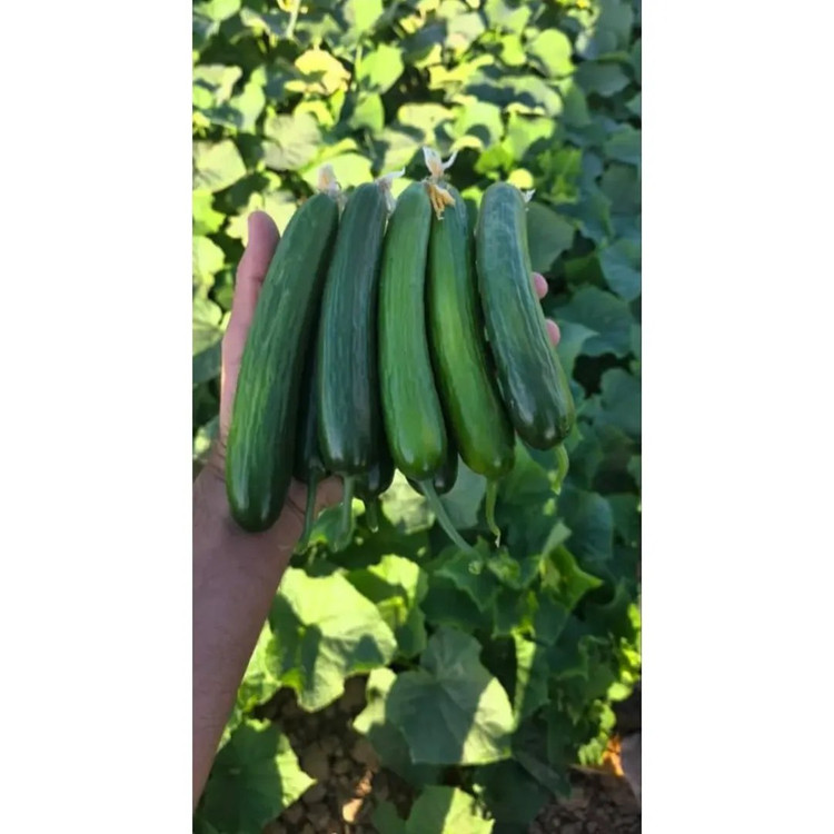 بذر خیار فضای باز هیبرید ارکید F1 شرکت کلوز فرانسه