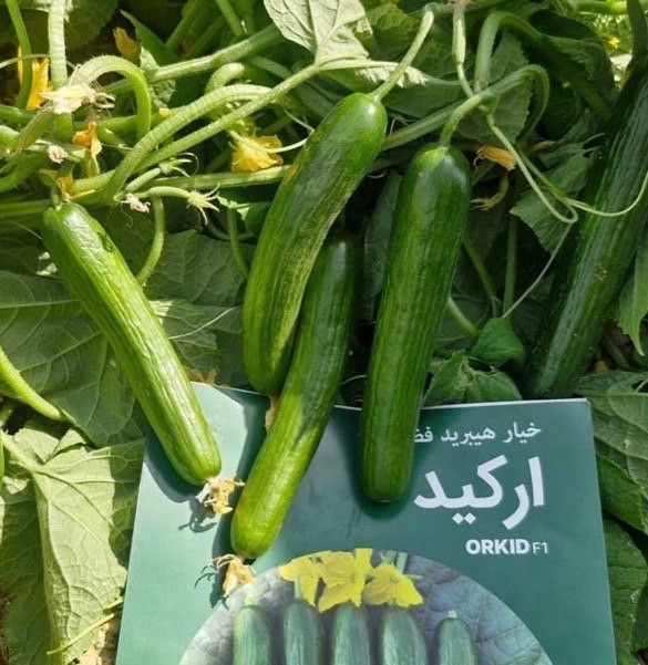 بذر خیار فضای باز هیبرید ارکید F1 شرکت کلوز فرانسه