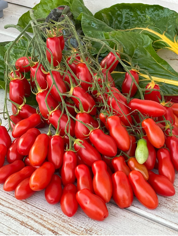 بذر گوجه فرنگی ماری قرمز درختی