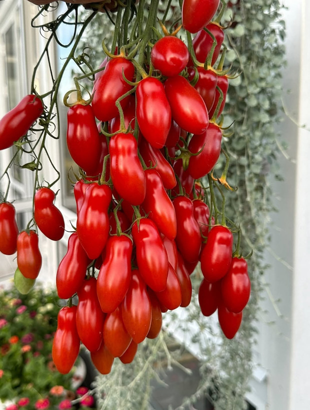 بذر گوجه فرنگی ماری قرمز درختی
