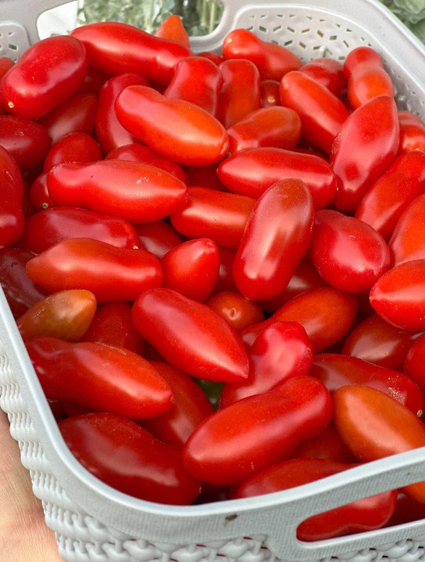 بذر گوجه فرنگی ماری قرمز درختی
