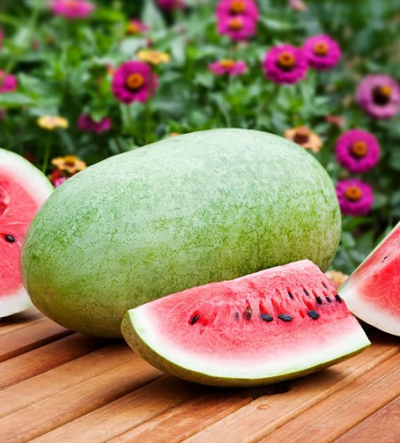 بذر هندوانه هیبرید گلوریا F1 دونگیا چین