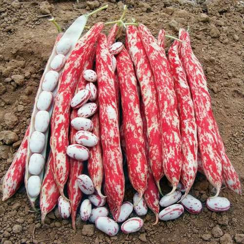 بذر لوبیا چیتی پاکوتاه اصلاح شده زودرس آمریکایی