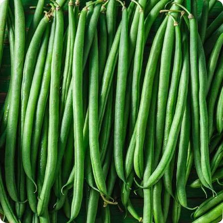 بذر لوبیا سبز سان ری بوته ای