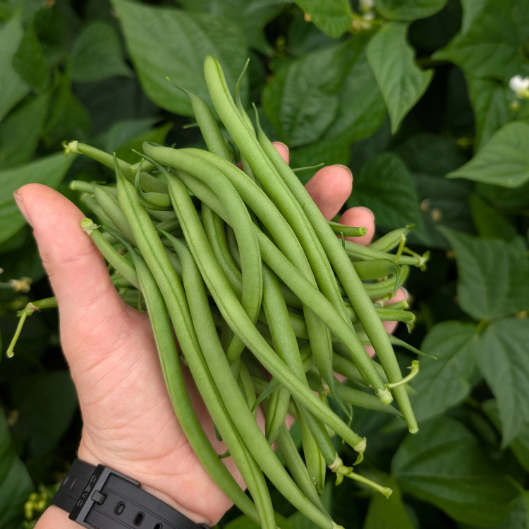 بذر لوبیا سبز سان ری بوته ای