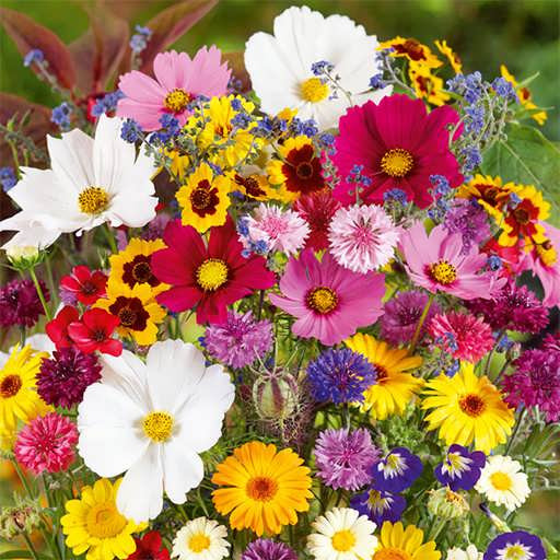بذر میکس گلهای وحشی