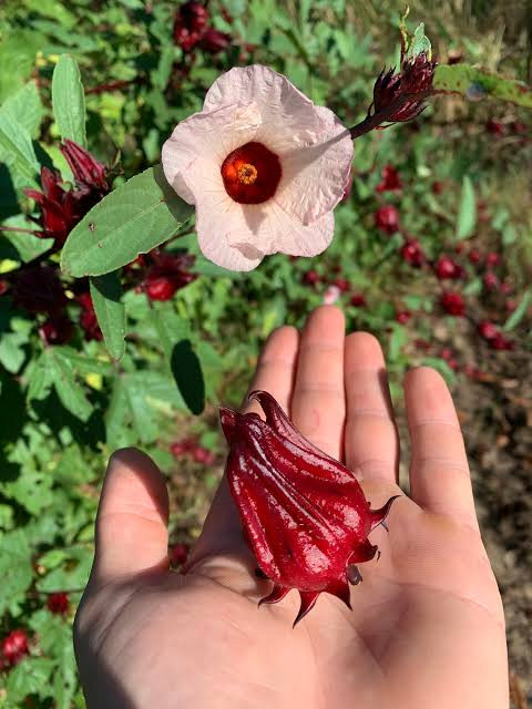 بذر چای ترش