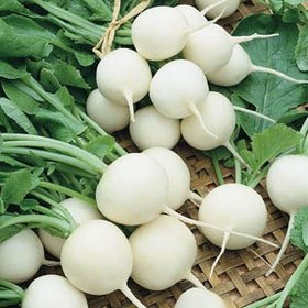 بذر ترب سفید گرد اصلاح شده گل سم گرگان