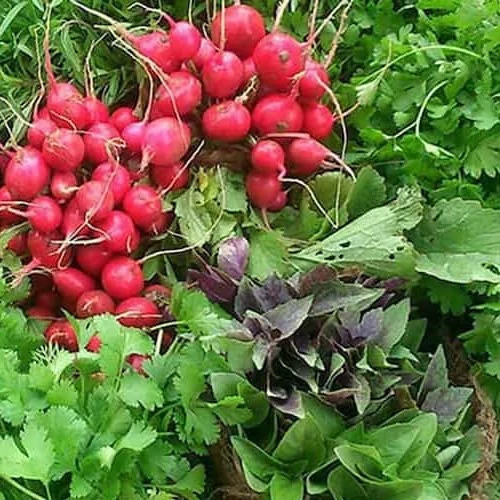 پک اقتصادی بذر سبزیجات بهاره ۱۴ بذر