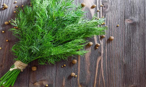 پک بذر سبزیجات پاییزه با تخفیف ویژه