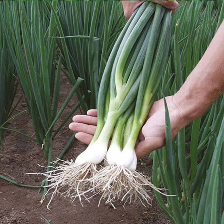 پک بذر سبزیجات پاییزه با تخفیف ویژه
