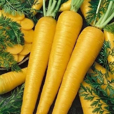 پک بذر صیفی جات پاییزه با تخفیف استثنایی