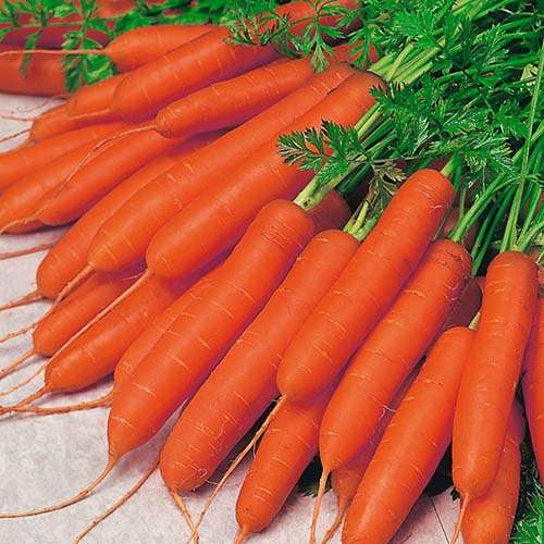 پک بذر صیفی جات پاییزه با تخفیف استثنایی