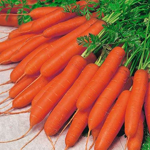پک بذر صیفی جات پاییزه با تخفیف استثنایی