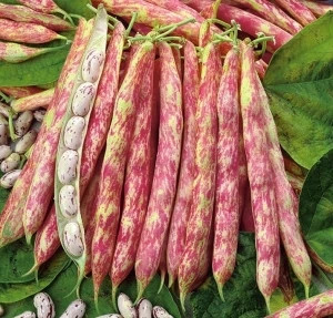 پک بذر صیفی جات پاییزه با تخفیف استثنایی