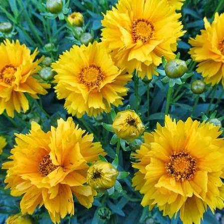 بذر گل کورئوپسیس زرد